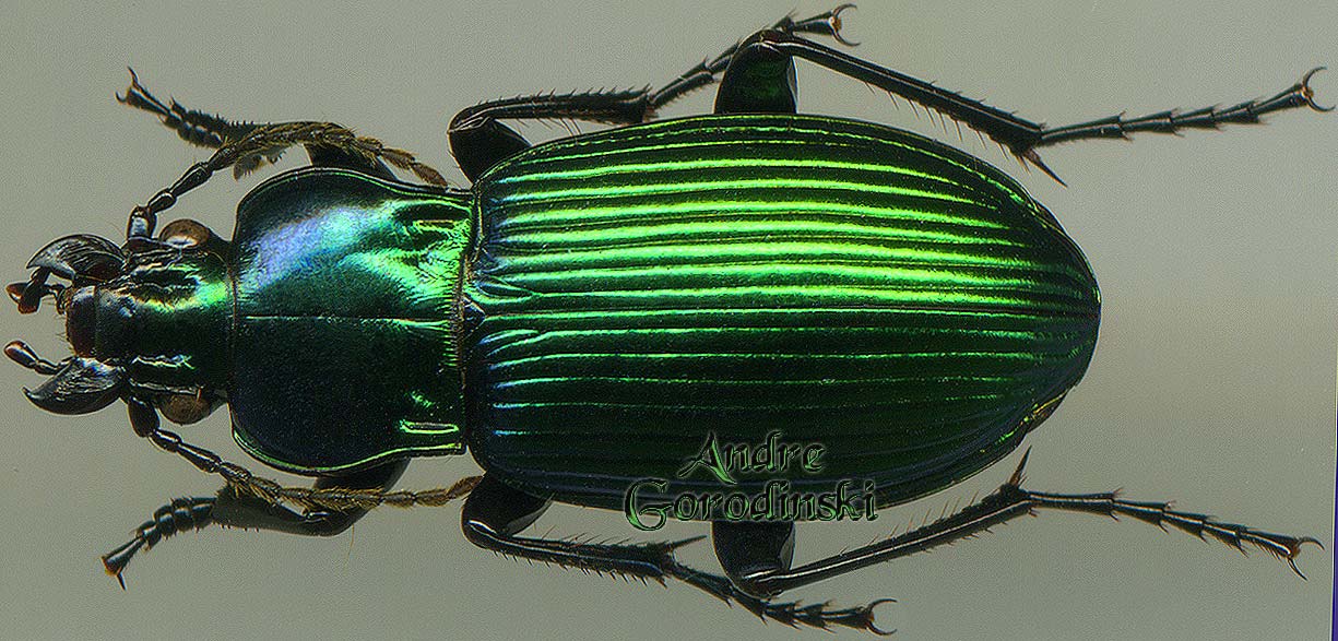 http://www.gorodinski.ru/carabidae/Trigonognatha sp.1.jpg